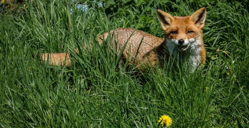 AI Finds 271 Firefox Bugs Before Humans Could