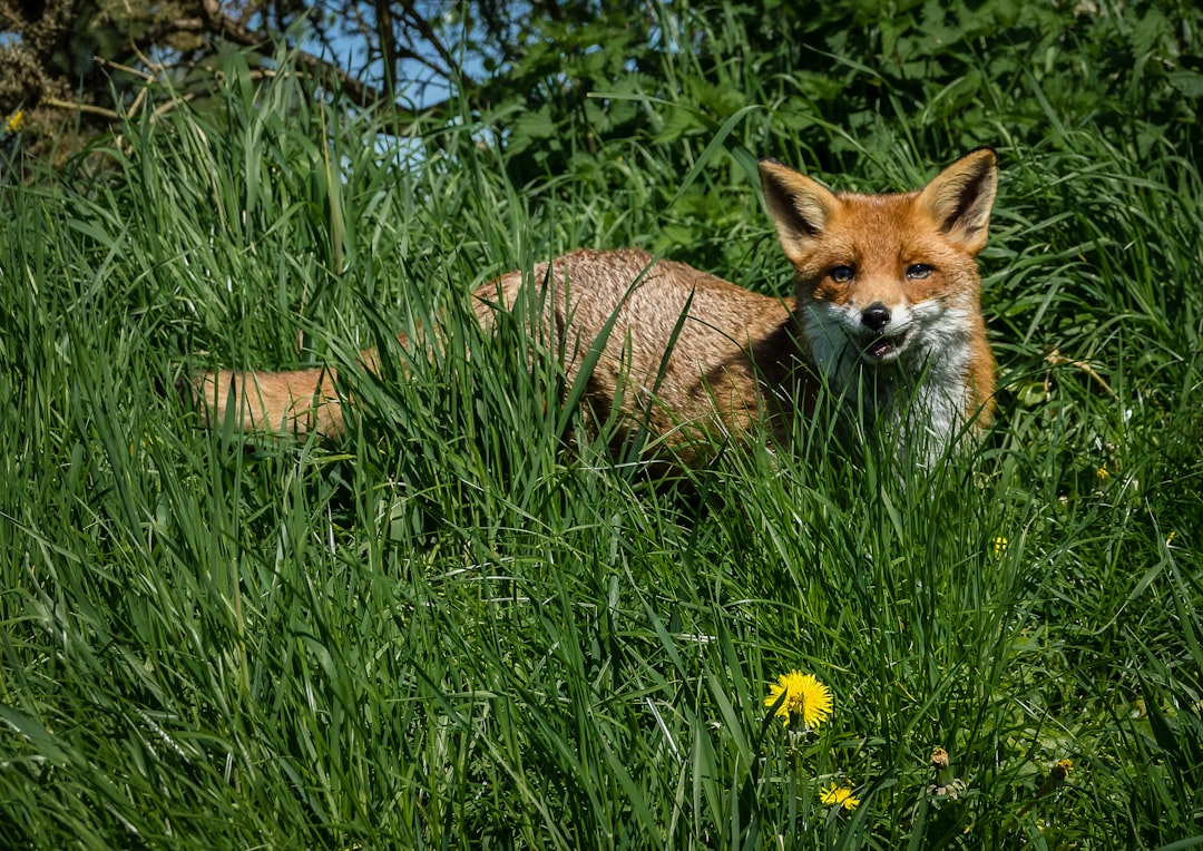 AI Finds 271 Firefox Bugs Before Humans Could