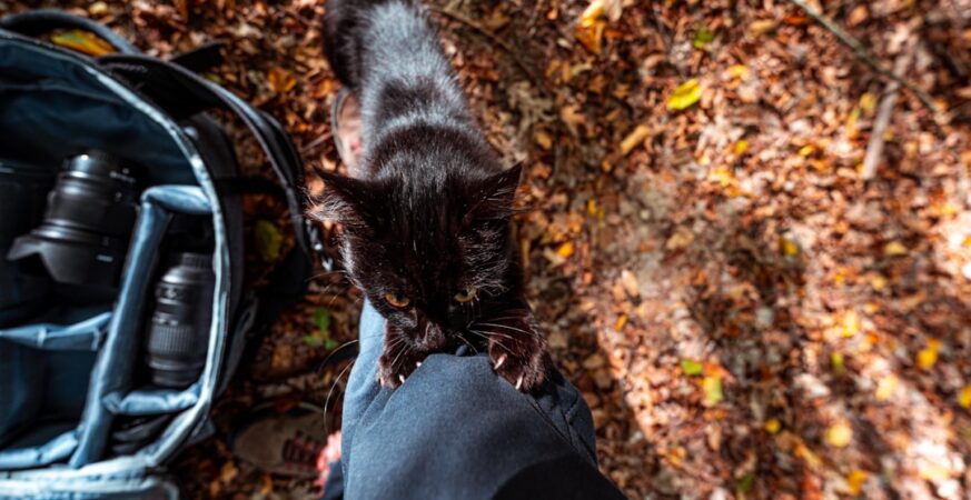 Ransomware Negotiators Jailed in BlackCat Scandal