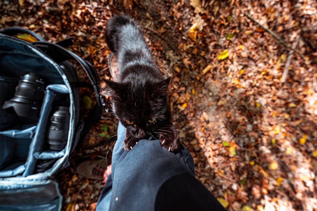 Ransomware Negotiators Jailed in BlackCat Scandal