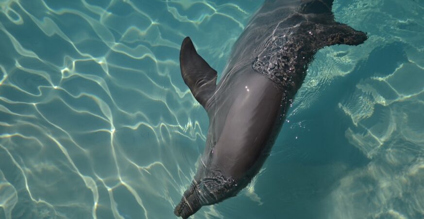 How Dolphins Swim So Fast, According to Physics