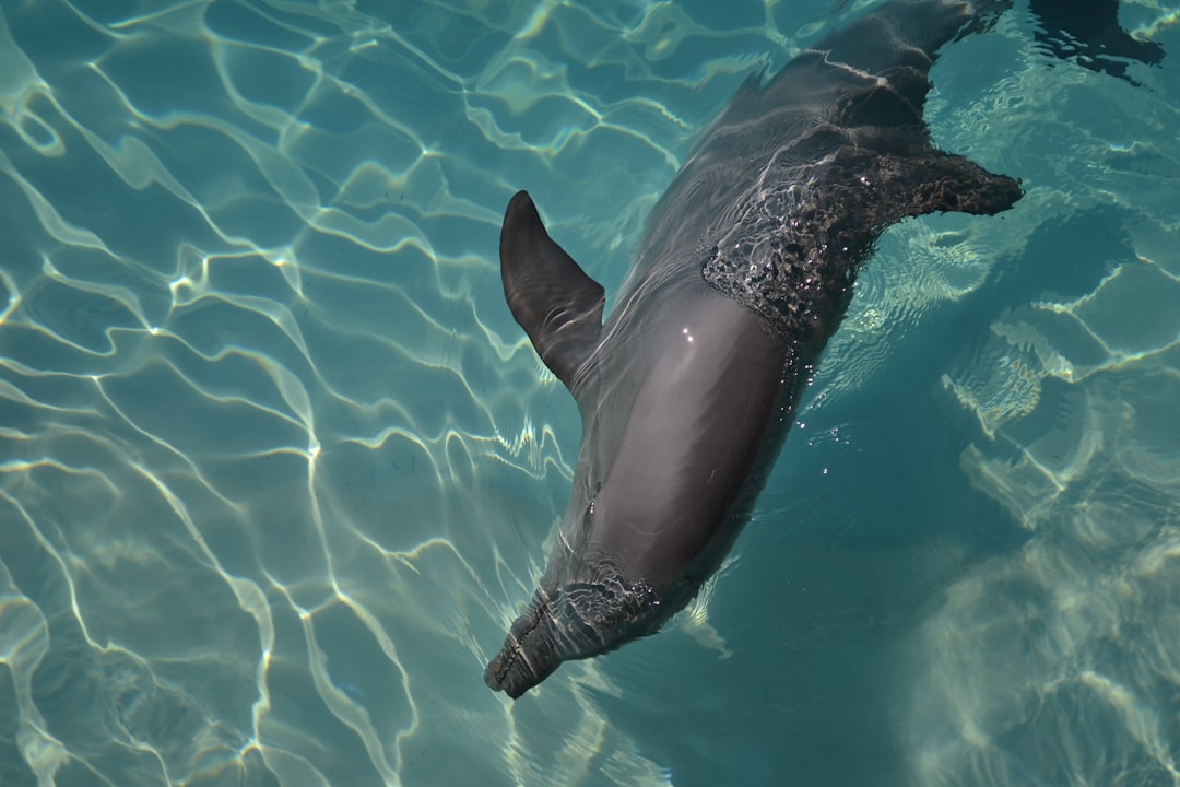 How Dolphins Swim So Fast, According to Physics