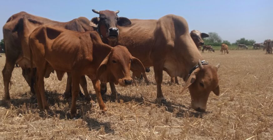 Solar Ranch Shields Cattle, Cuts Carbon