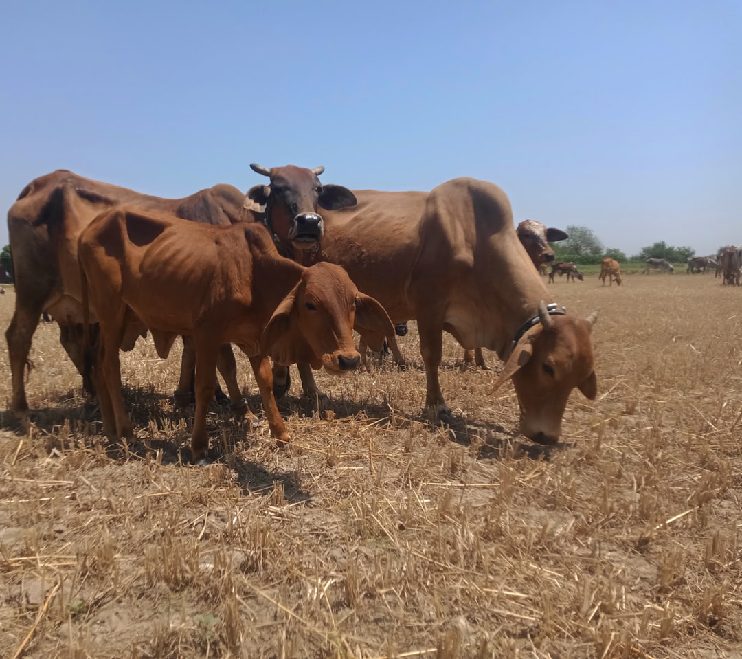 Solar Ranch Shields Cattle, Cuts Carbon