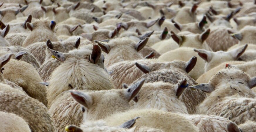 Herd Security Raises $3 Million for AI-Powered Training Platform