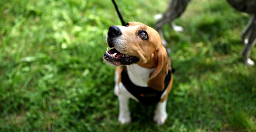 Fake Claude AI Site Spreads Beagle Malware