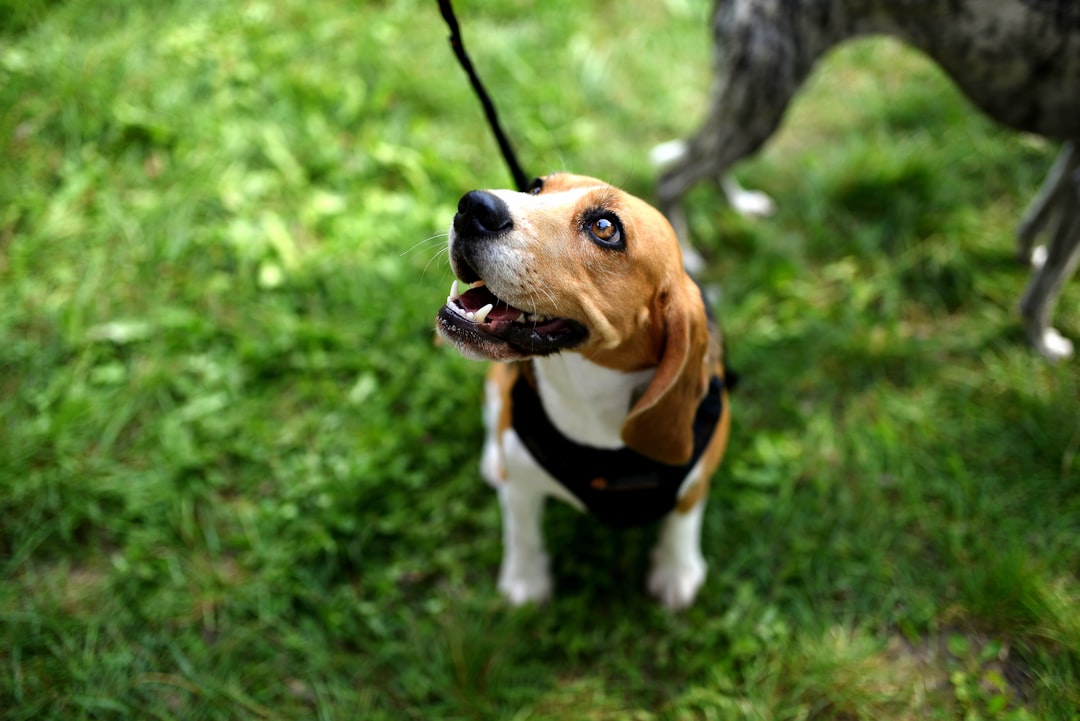 Fake Claude AI Site Spreads Beagle Malware
