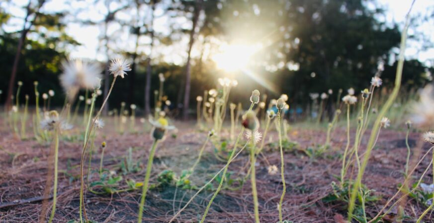 Climate Change Worsens Allergies