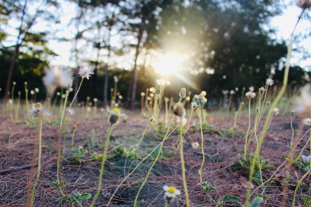 Climate Change Worsens Allergies
