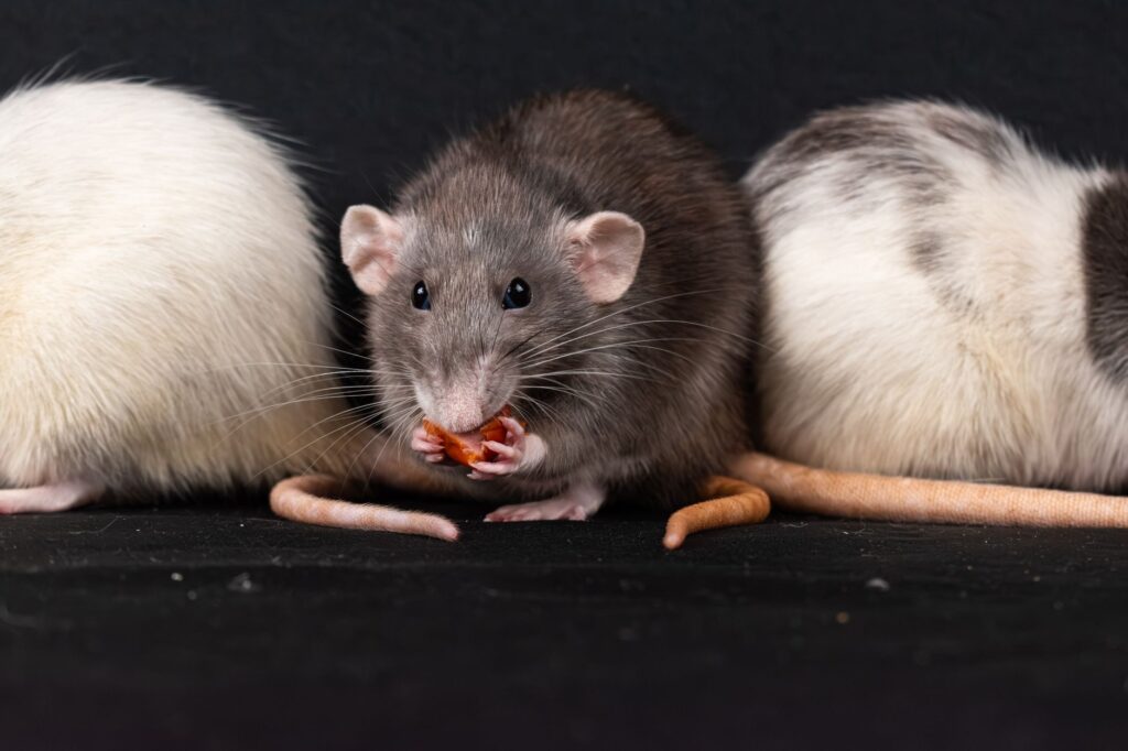 Pakistan Uses Xeno RAT to Spy on Afghan Finance Ministry