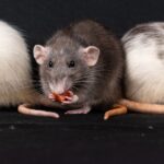 Pakistan Uses Xeno RAT to Spy on Afghan Finance Ministry