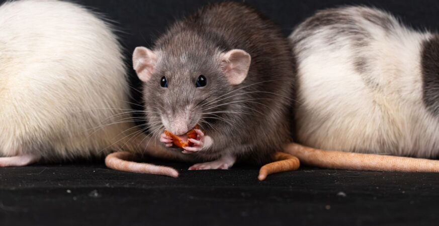 Pakistan Uses Xeno RAT to Spy on Afghan Finance Ministry