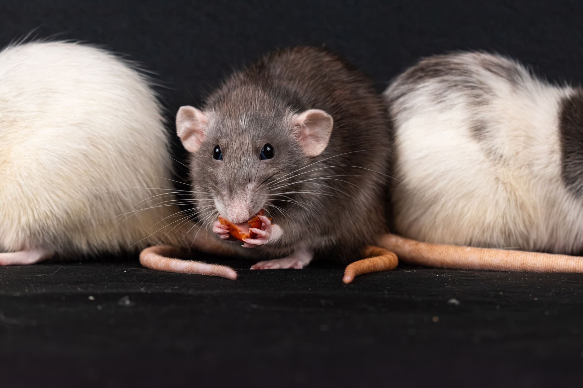 Pakistan Uses Xeno RAT to Spy on Afghan Finance Ministry