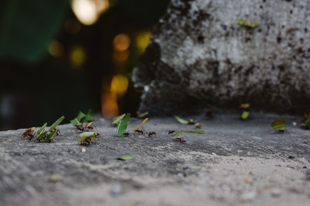 Velvet Ant's Decade‑Long Authentication Hijack of Air‑Gapped Network