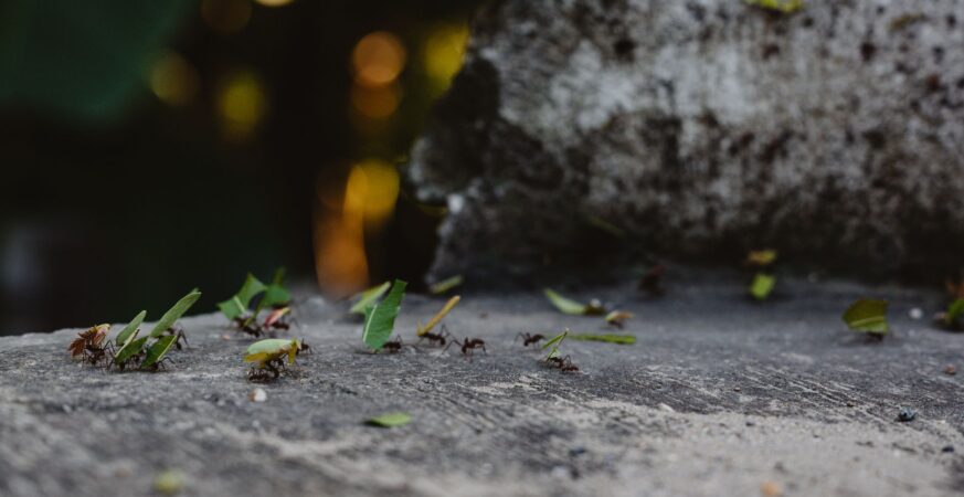 Velvet Ant's Decade‑Long Authentication Hijack of Air‑Gapped Network