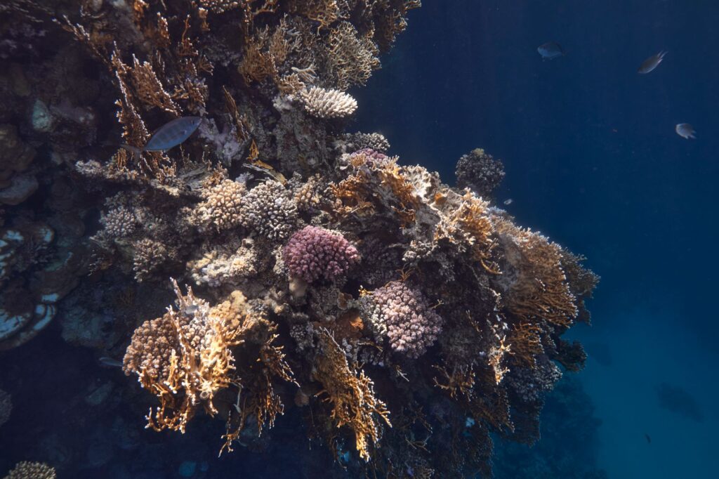 Coral Heat Resilience: Scientists Hunt Heat‑Proof Reefs