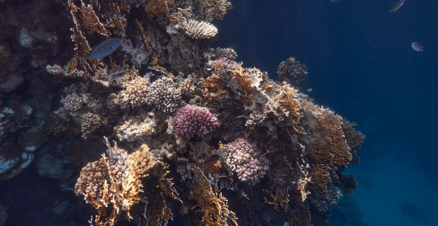 Coral Heat Resilience: Scientists Hunt Heat‑Proof Reefs