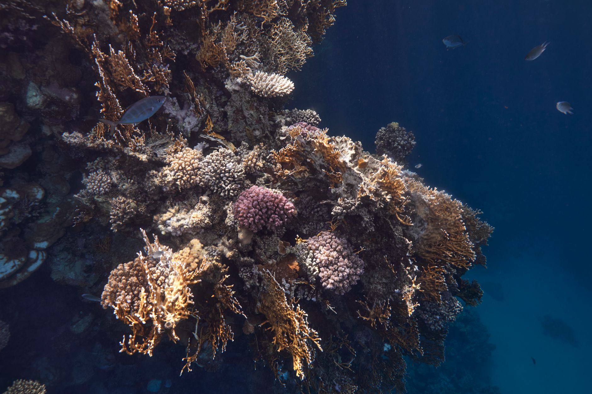 Coral Heat Resilience: Scientists Hunt Heat‑Proof Reefs