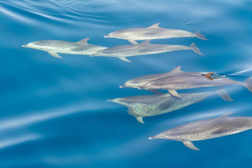 Dolphin X AI Profiling Malware Targets High-Value Victims