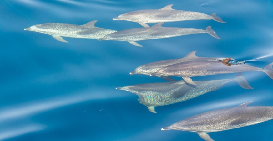 Dolphin X AI Profiling Malware Targets High-Value Victims