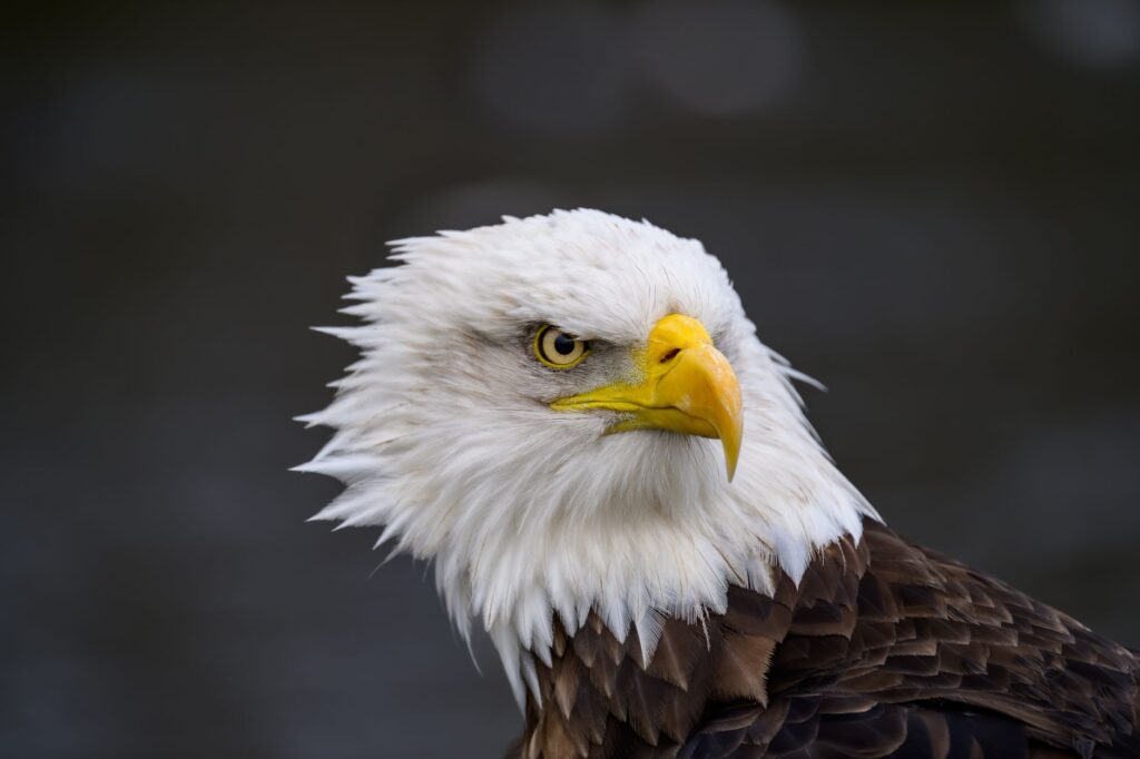 Gold Eagle Launch Signals Shift in AI Vulnerability Management