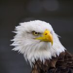 Gold Eagle Launch Signals Shift in AI Vulnerability Management