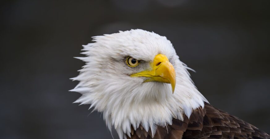 Gold Eagle Launch Signals Shift in AI Vulnerability Management