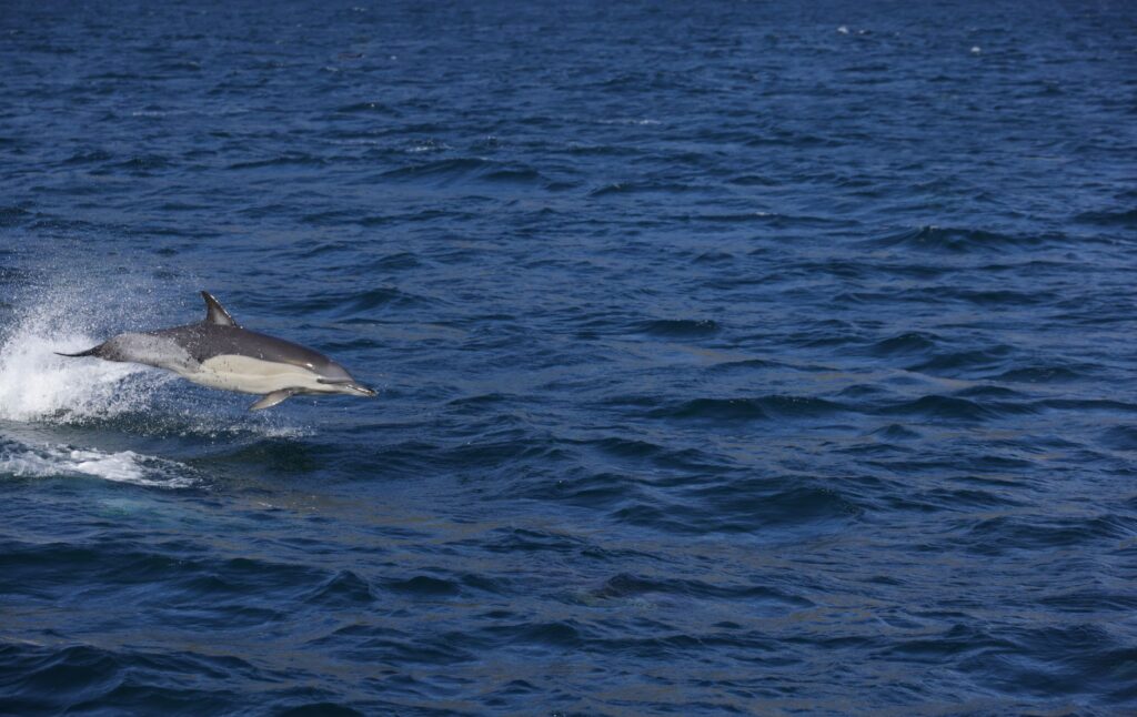AI-Powered Malware Dolphin X Threatens Developers