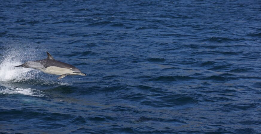 AI-Powered Malware Dolphin X Threatens Developers