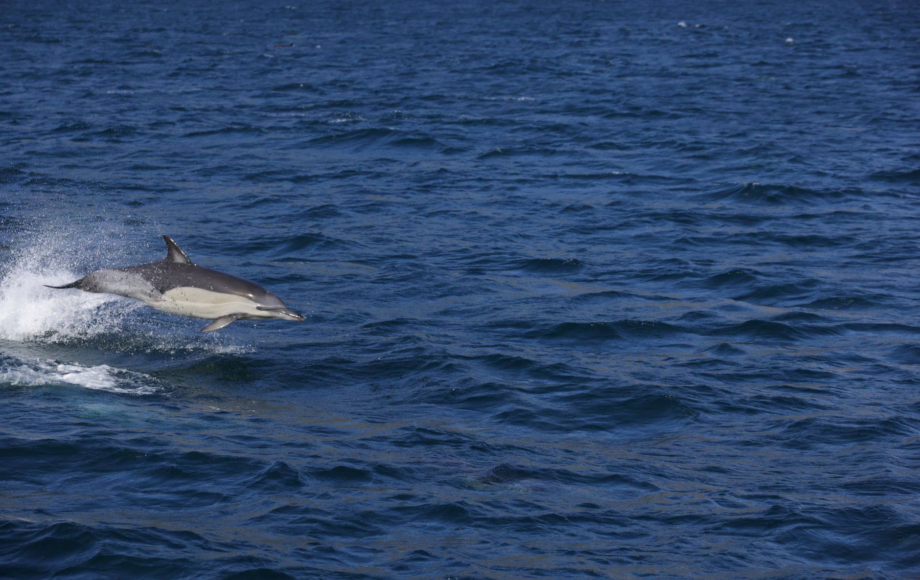 AI-Powered Malware Dolphin X Threatens Developers